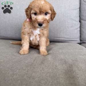 Lennon, Mini Goldendoodle Puppy